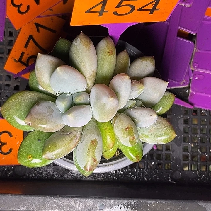 多肉植物胖体哥特454
