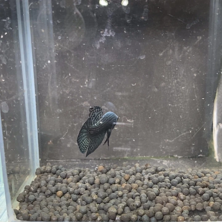 斗鱼泰国斗鱼321号