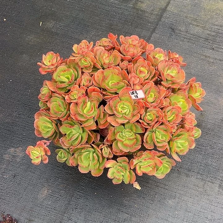 多肉过*！克里斯汀玫瑰123