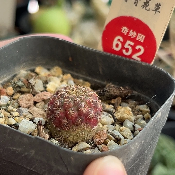 自根宝山锦一棵仙人球，