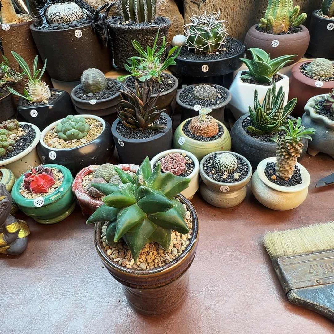 凝*角尤鸾凤玉脱土发货