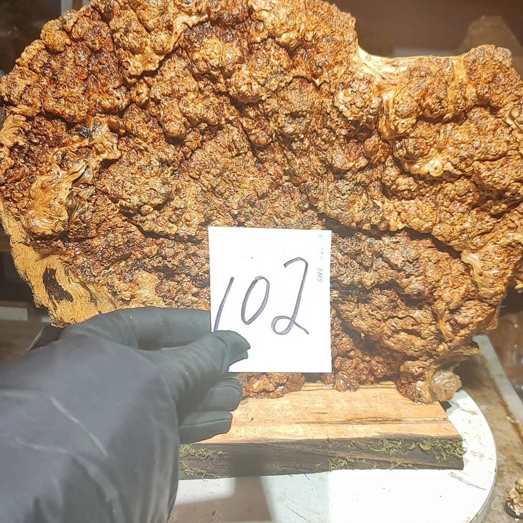 松木开*啊102号北沉香琥珀木天然造型