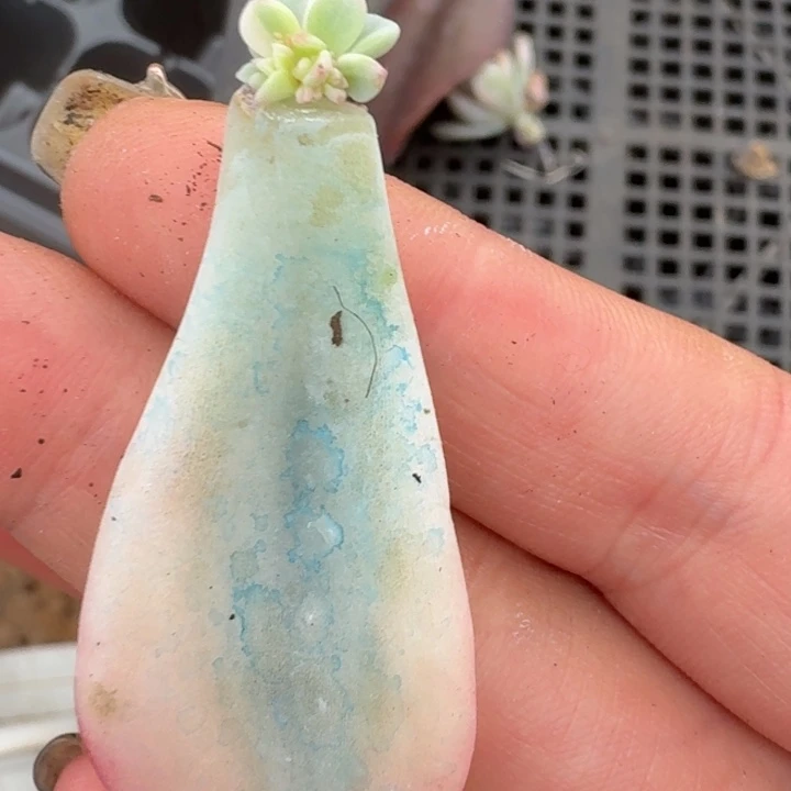 美尻一物一拍好看