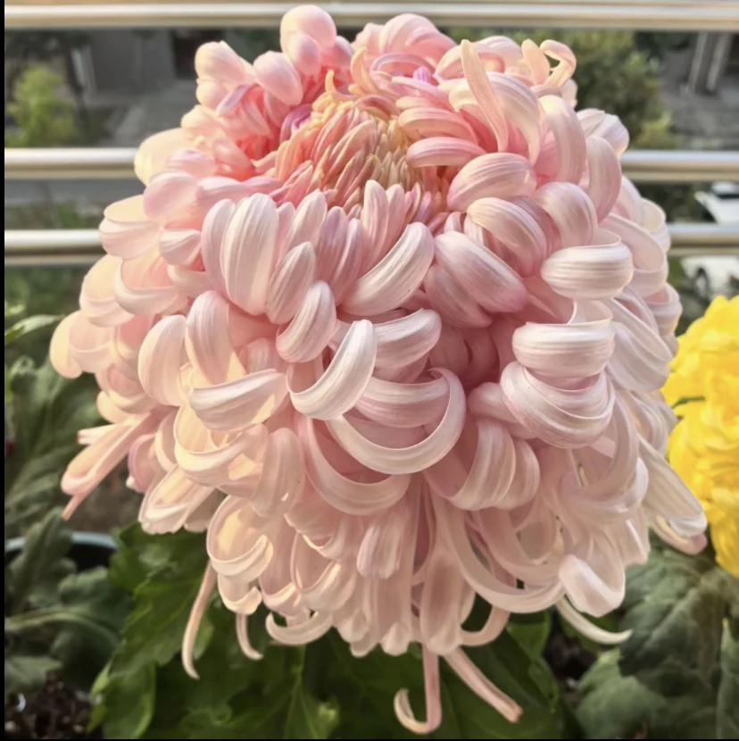 【盘龙嫦娥】大花菊花盆栽九月菊耐寒新手好养四季开花室内绿植花卉