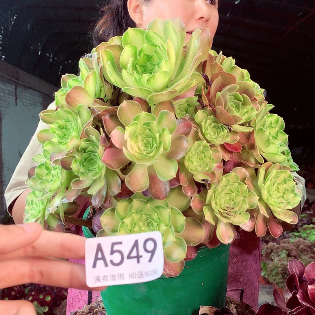 无花朵柒哥多肉法师不包侧断枝549