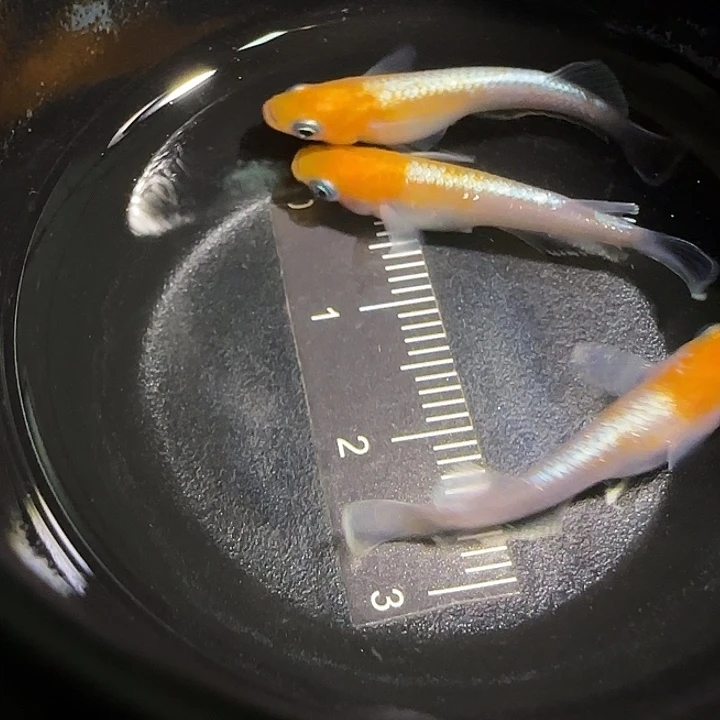 青鳉鱼一物一拍216