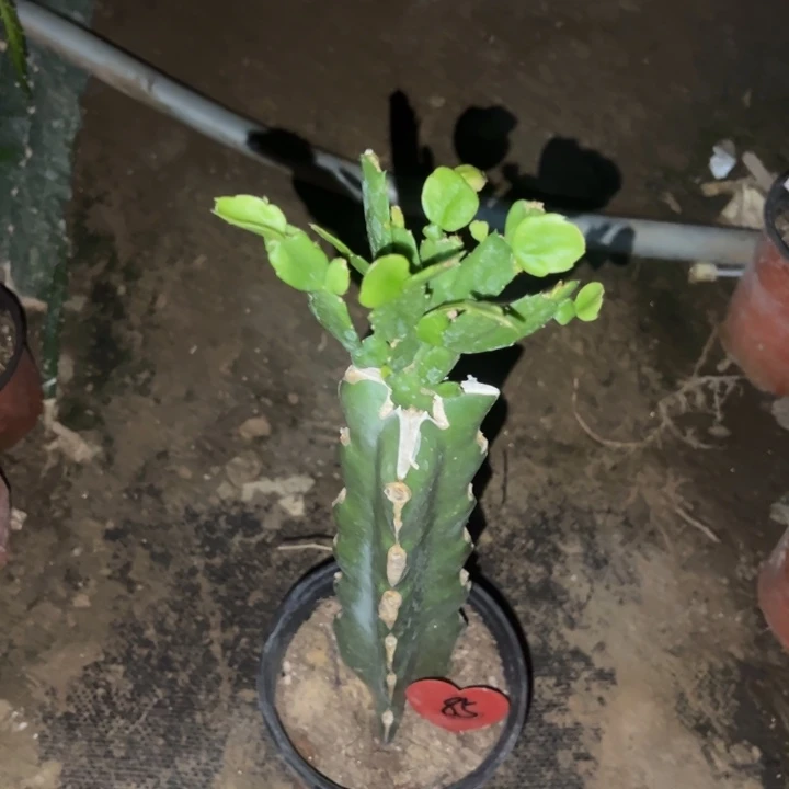 当前无花栽培后可以开花2285  85