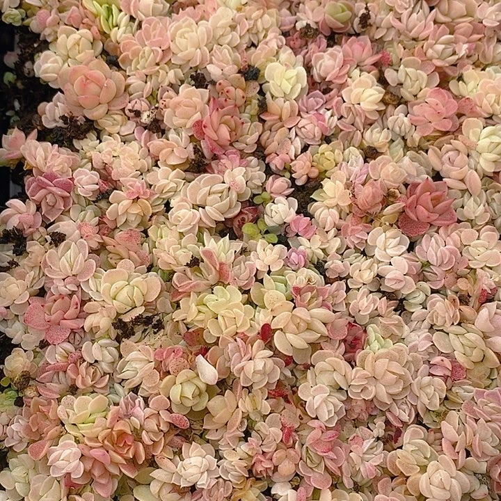 154 多肉植物盆栽花卉植物