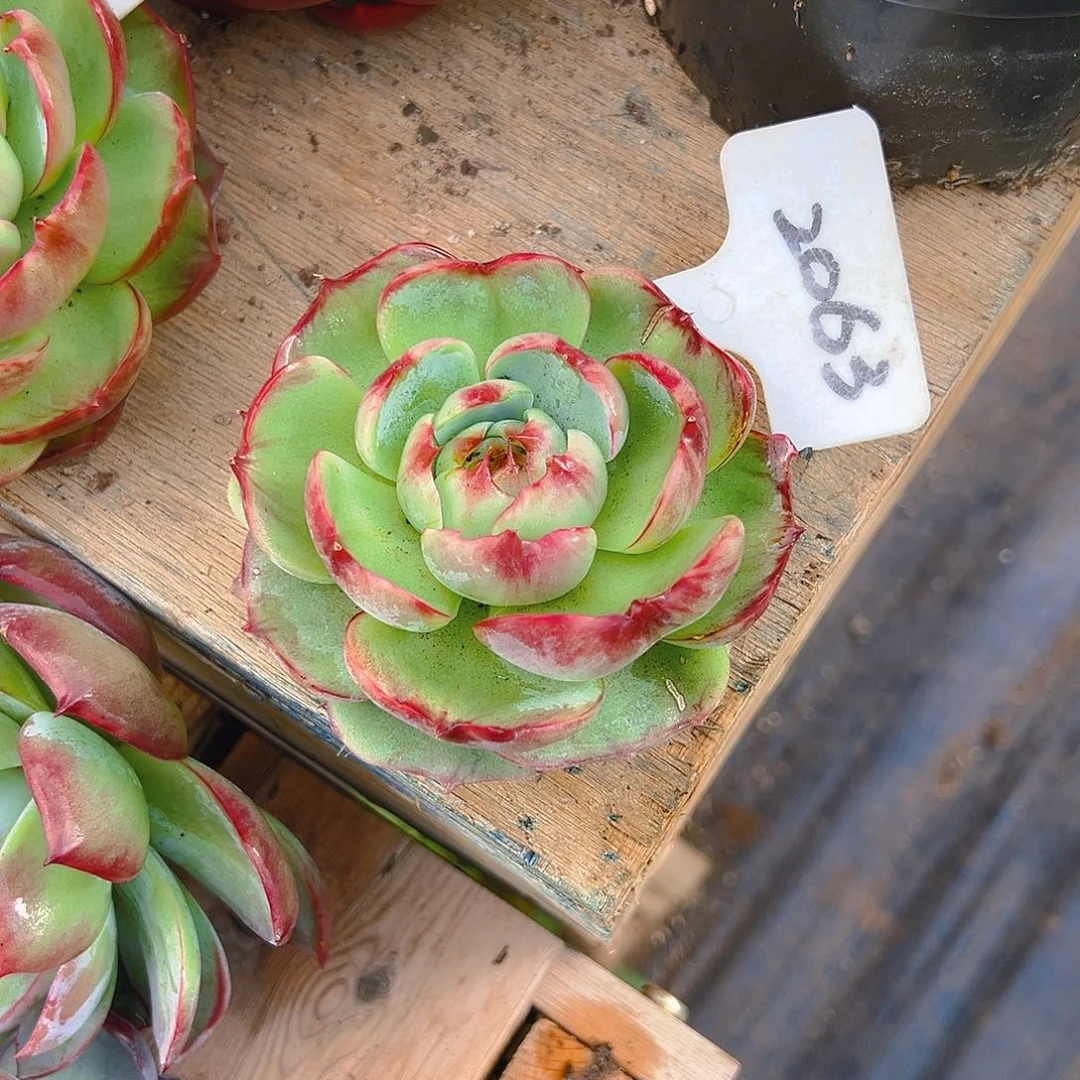 木***嘻惊鸿仙子一物一拍2063号