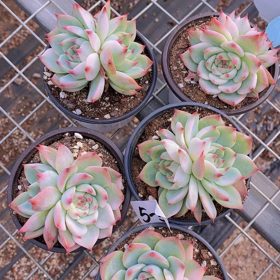 5-55 吉娃娃双头少锦一颗量拍