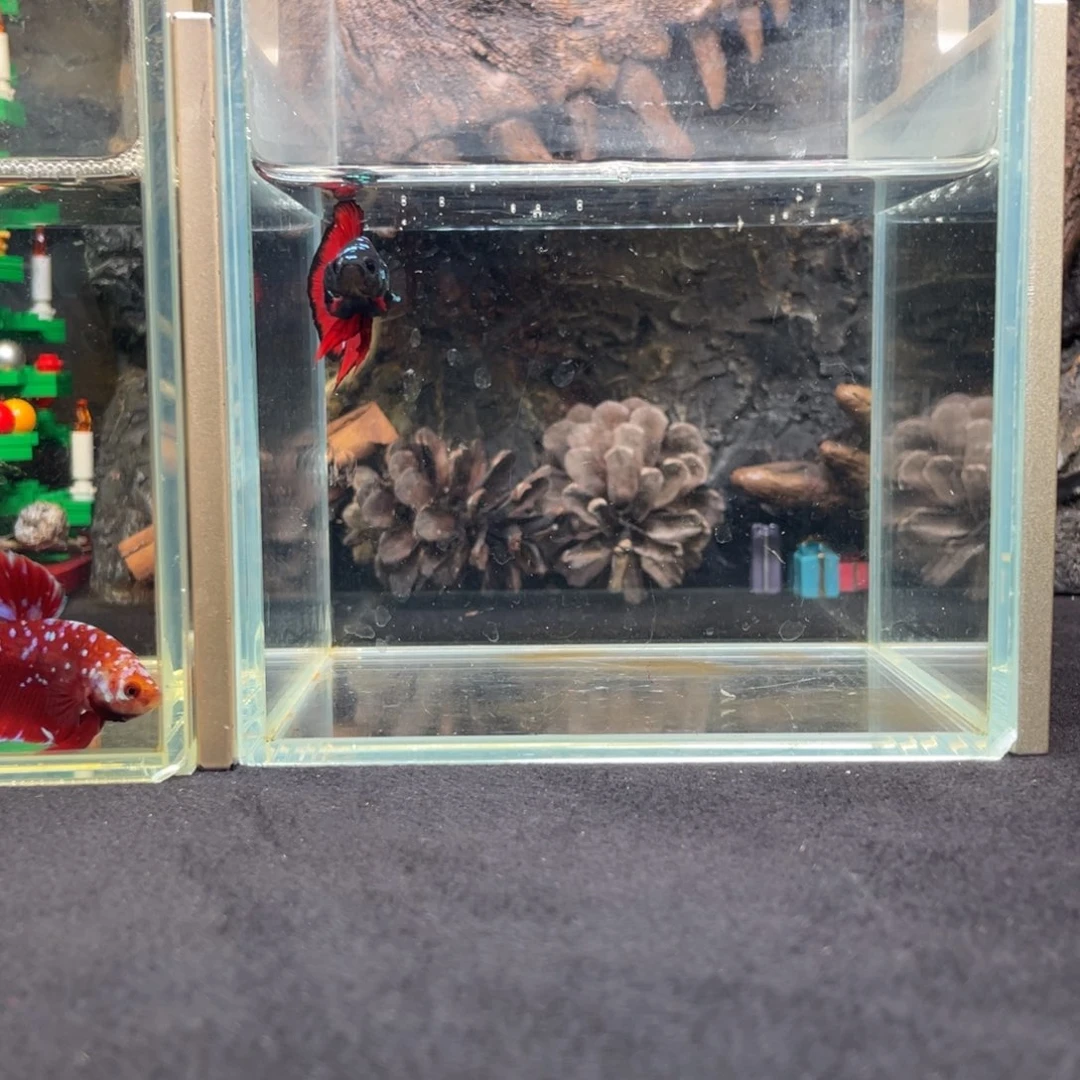 斗鱼十二月二十一日竞价