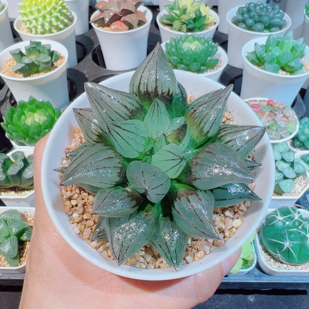 西瓜寿多肉多肉888