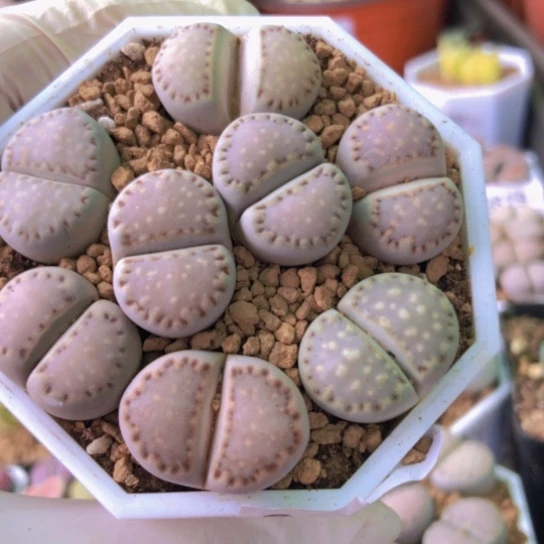 2813，2厘米饼干如图