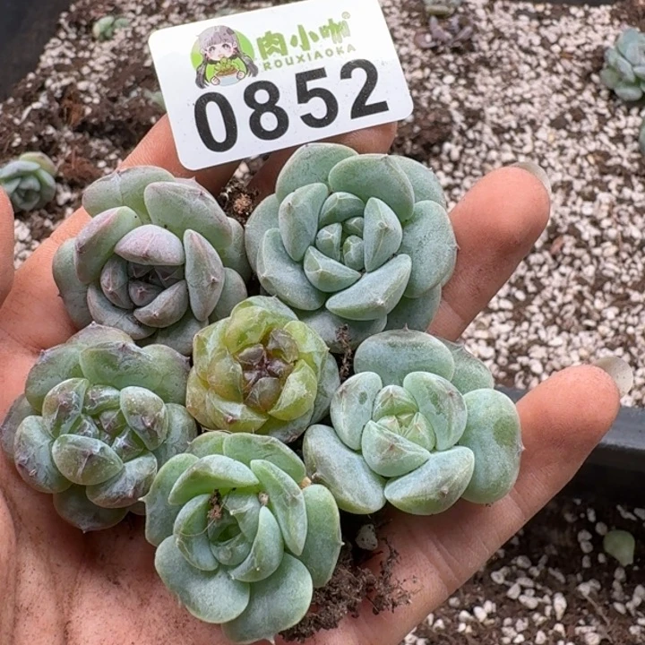 多肉植物多肉植物