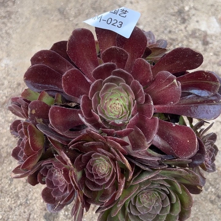 炽焰莲拉丝花脸多肉植物023