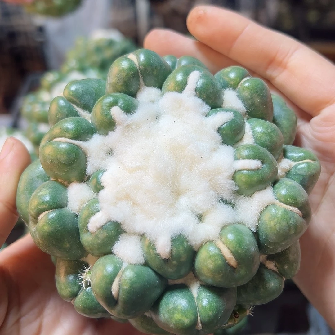 大无刺象牙无根9公分