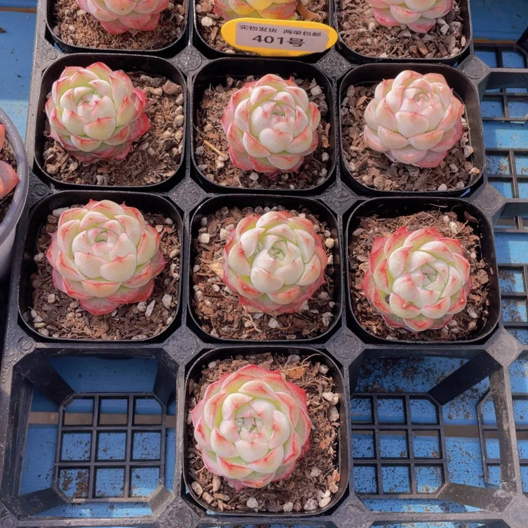 401号白底包子脸桃花女王单头一个