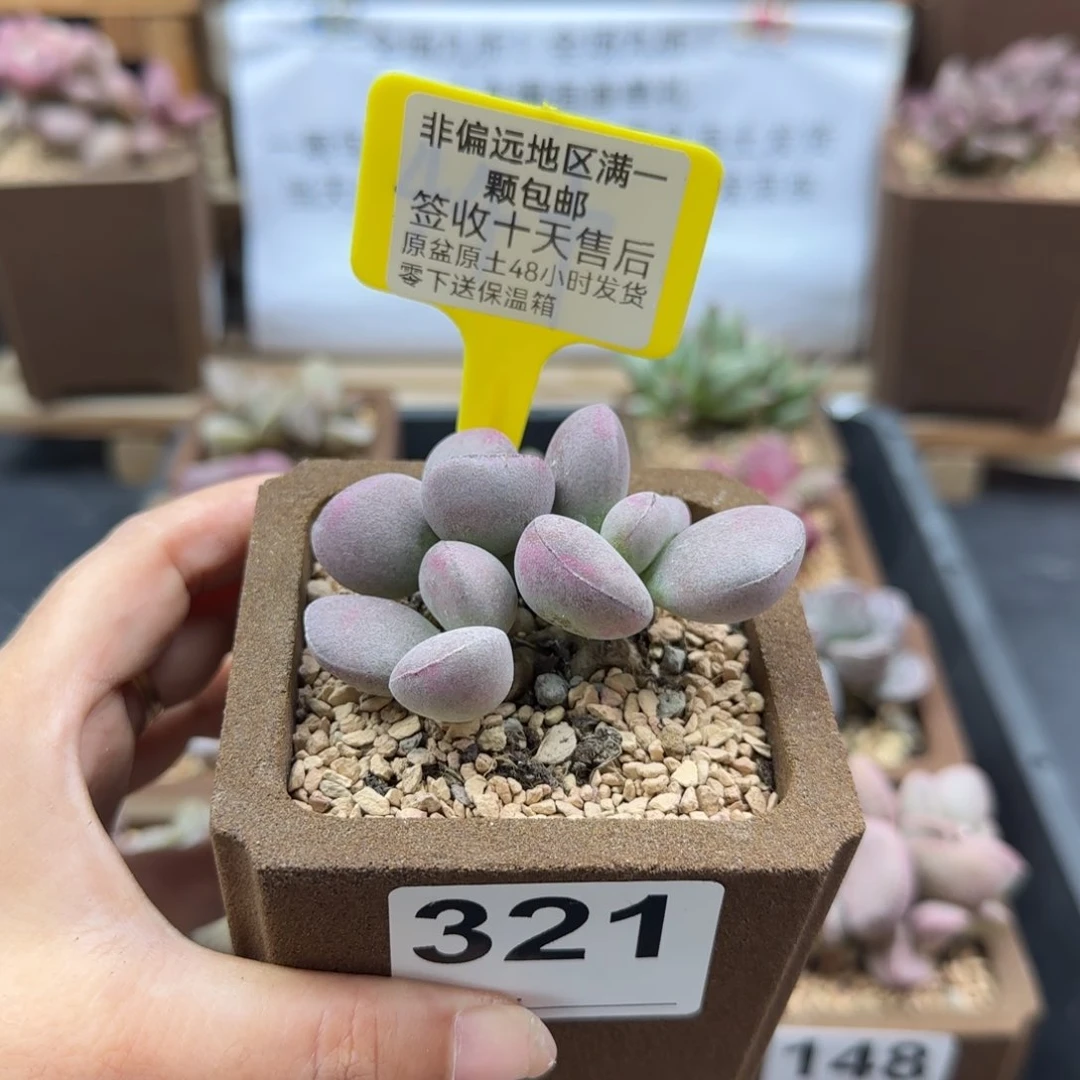 321球球紫蛋多肉植物