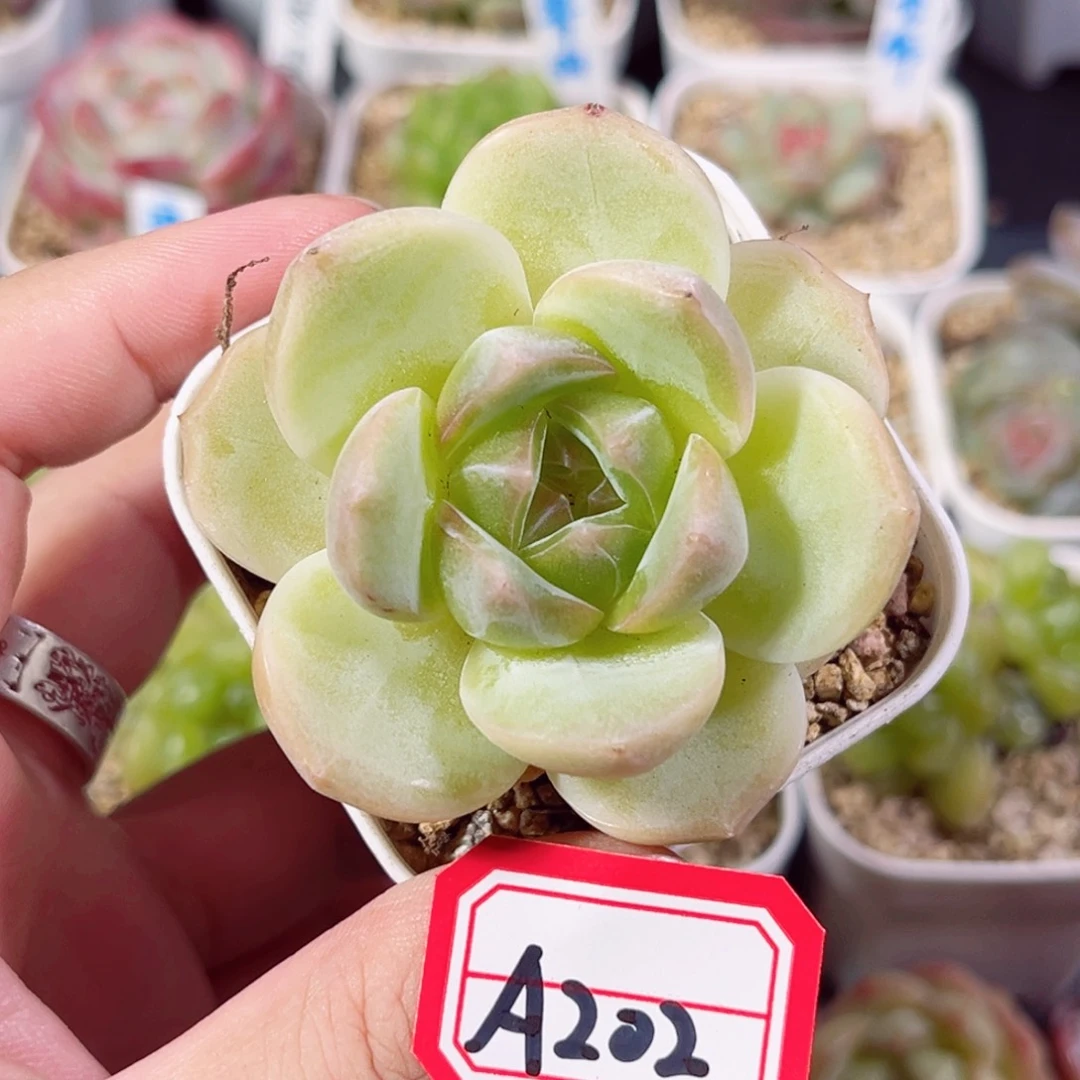 A202 一物一拍 无名氏