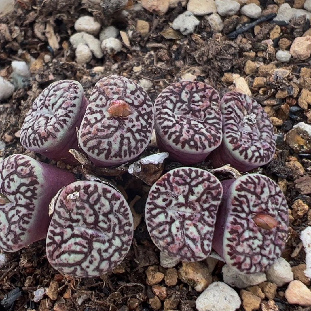 205多肉植物百科植物