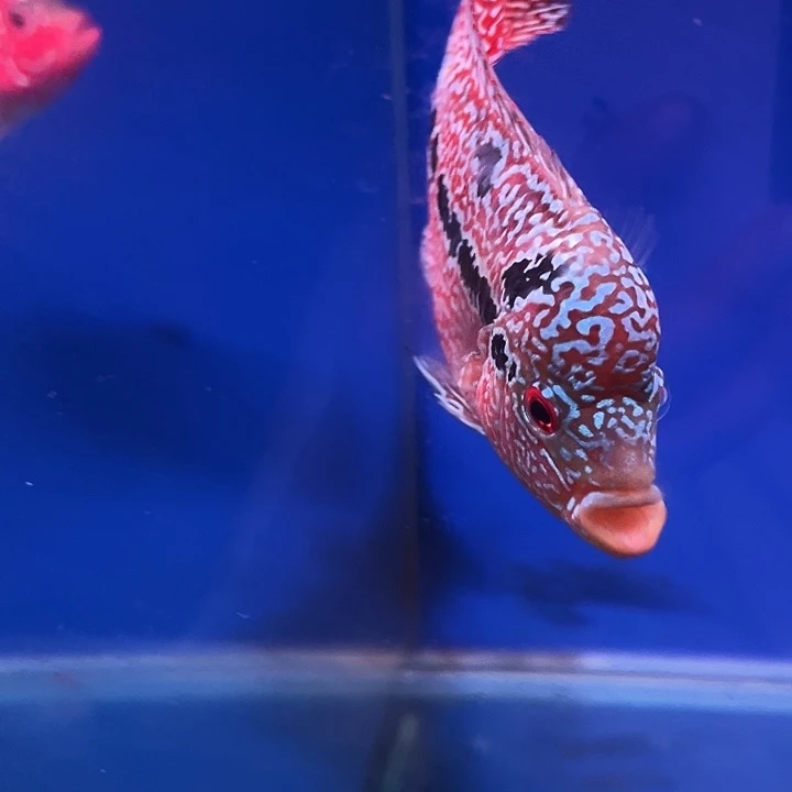 罗汉鱼马来罗汉鱼