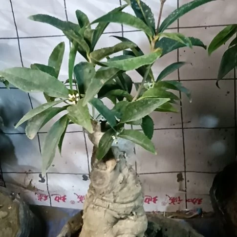 *****完全开放佛顶珠桂花