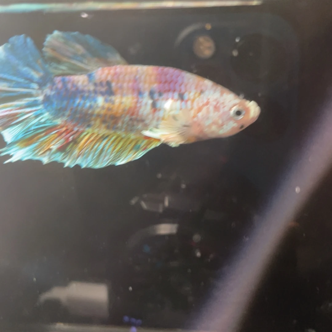 斗鱼11.22早漫画幻彩糖果公11