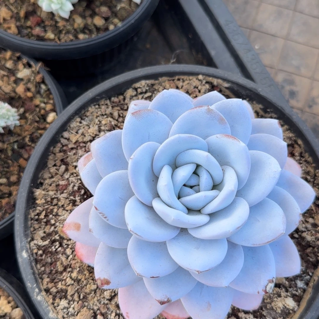 多肉植物 一物一拍