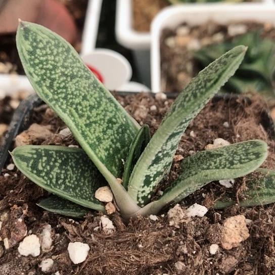 旋转蜗牛带盆发货