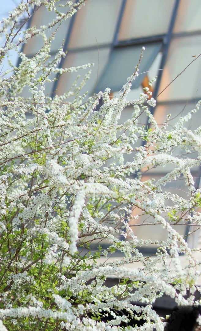 【宫廷卉】非常好看的雪柳