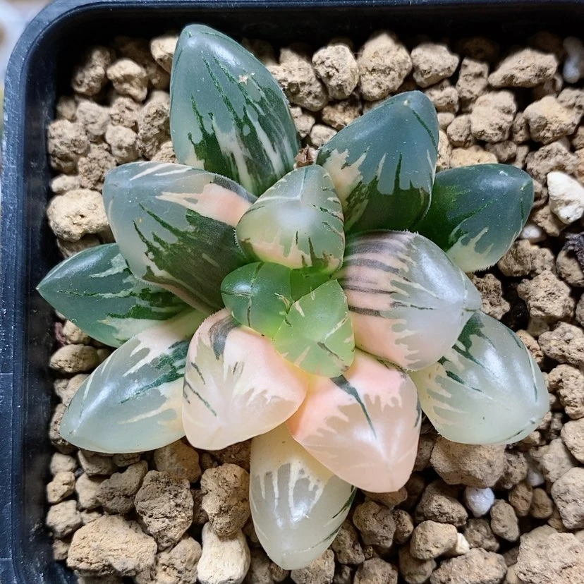 【闪购商品】12黑葡萄玉露锦