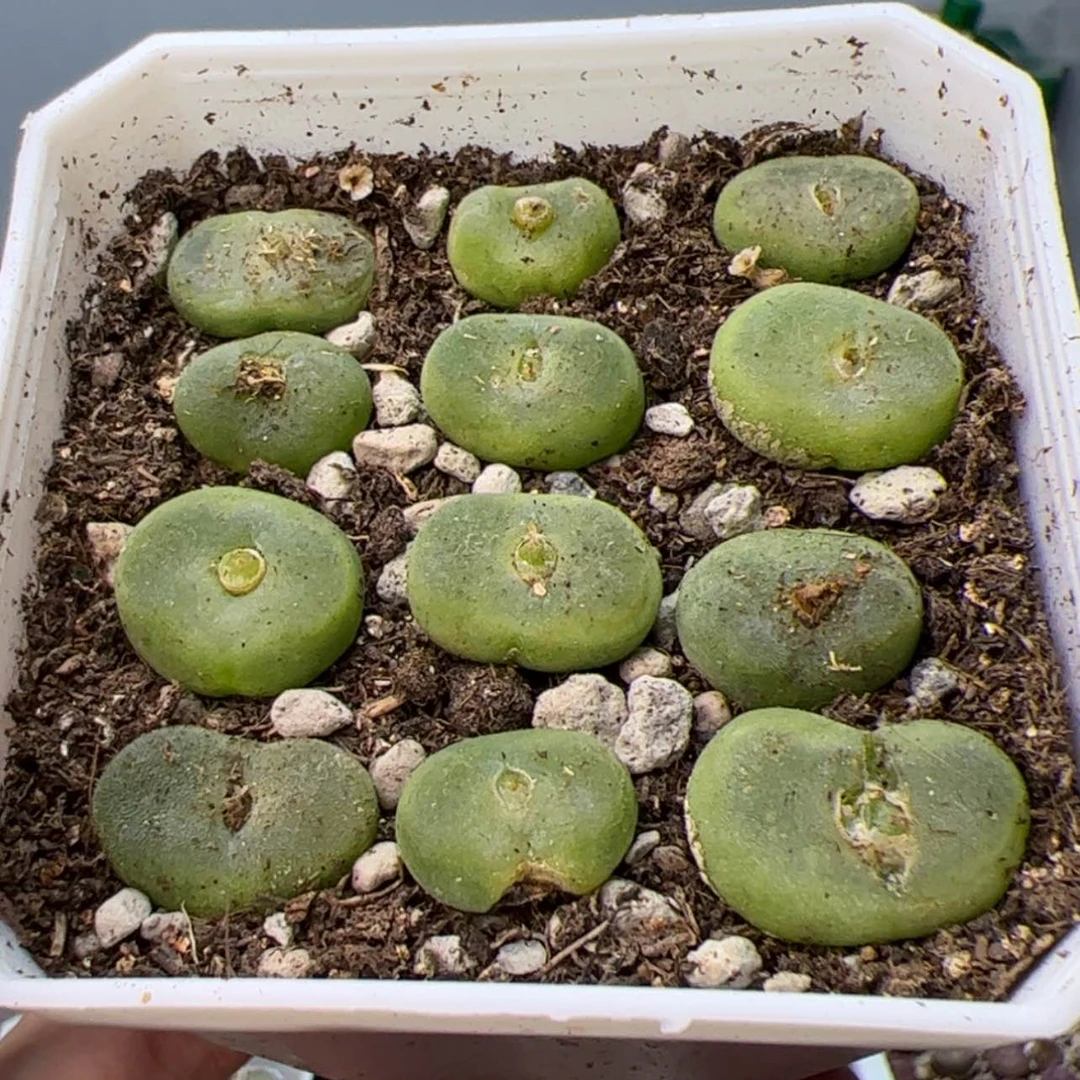 【闪购商品】0000000017