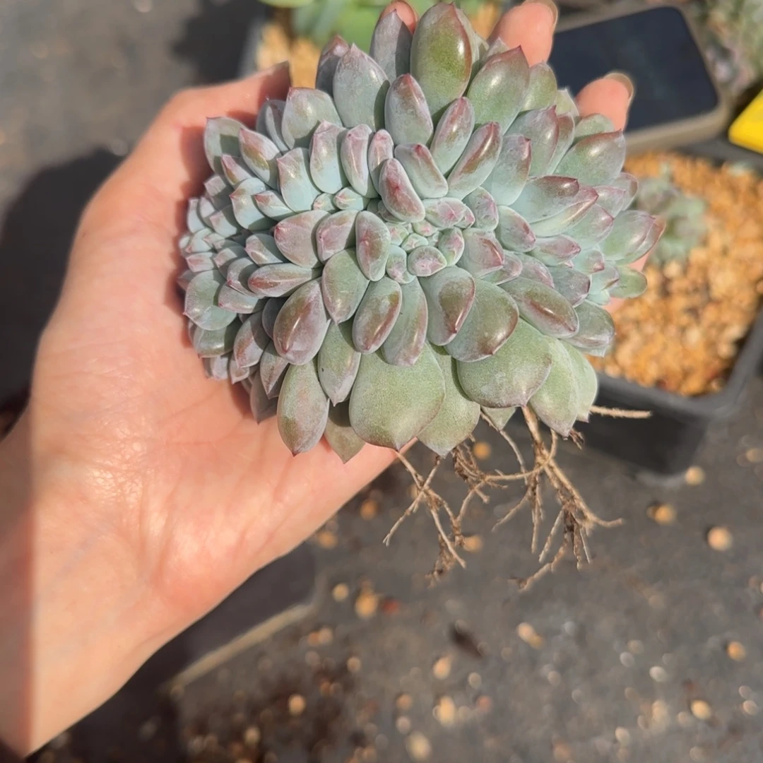星影缀化一物一拍
