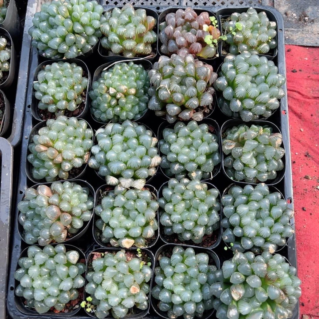 瑕疵冰灯多肉植物一颗