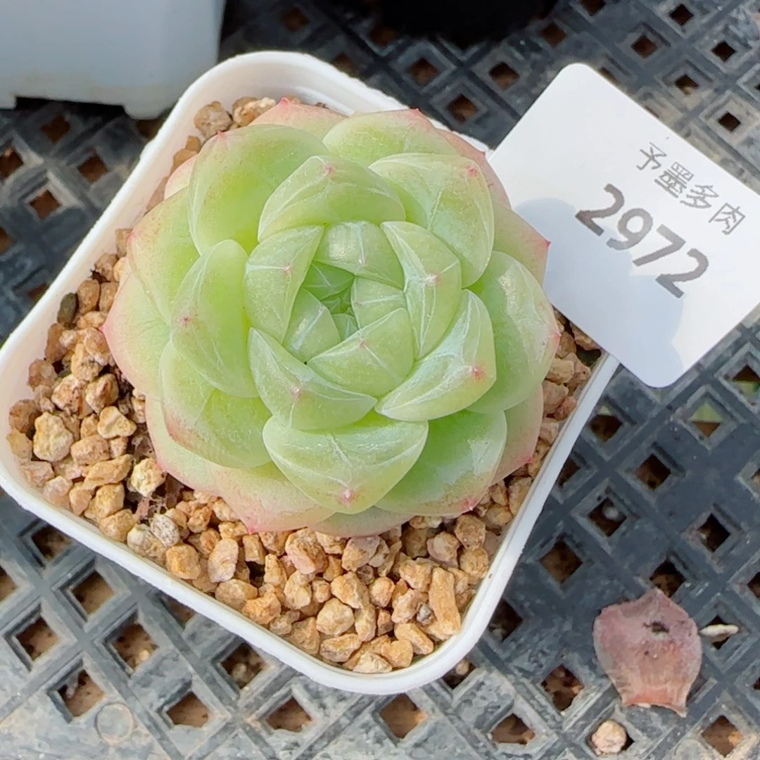 白财，2972多肉植物