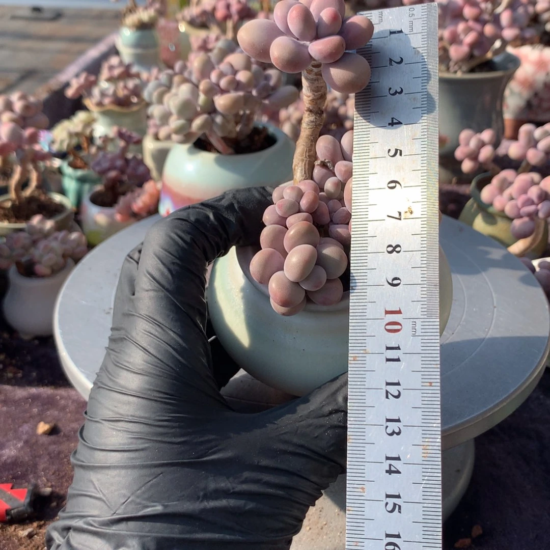 嘻****30号不带盆偏远地区不包邮的