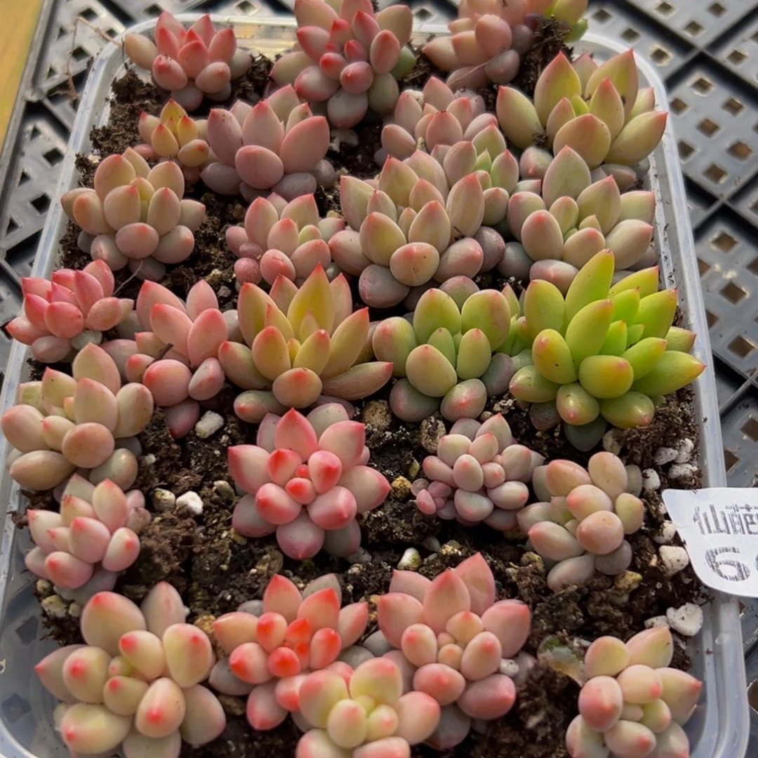 669多肉葡萄领导的关心