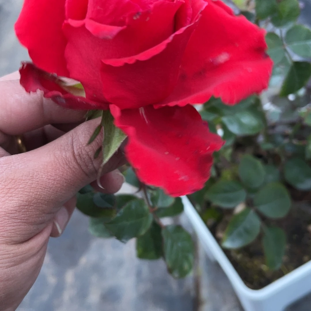 无花朵———阿尔塔米拉 福利款