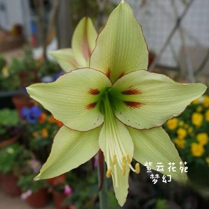 【日朱】梦幻/美丽红唇/粉色祝福/白羽毛/彩绘玻璃 进口朱顶红种球