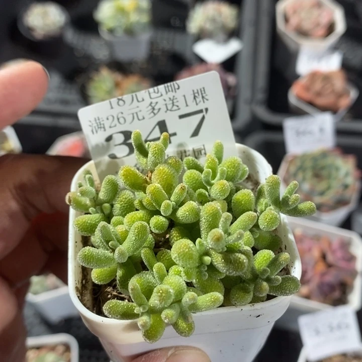 冰晶枝干一物一拍满18包邮满26送一颗多肉