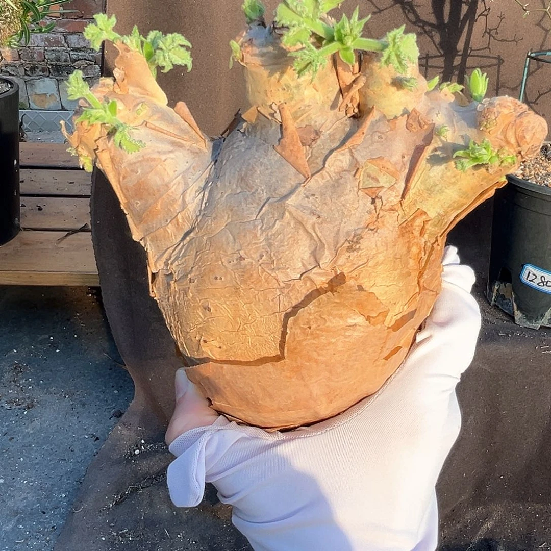 手掌造型安哥拉葡萄翁