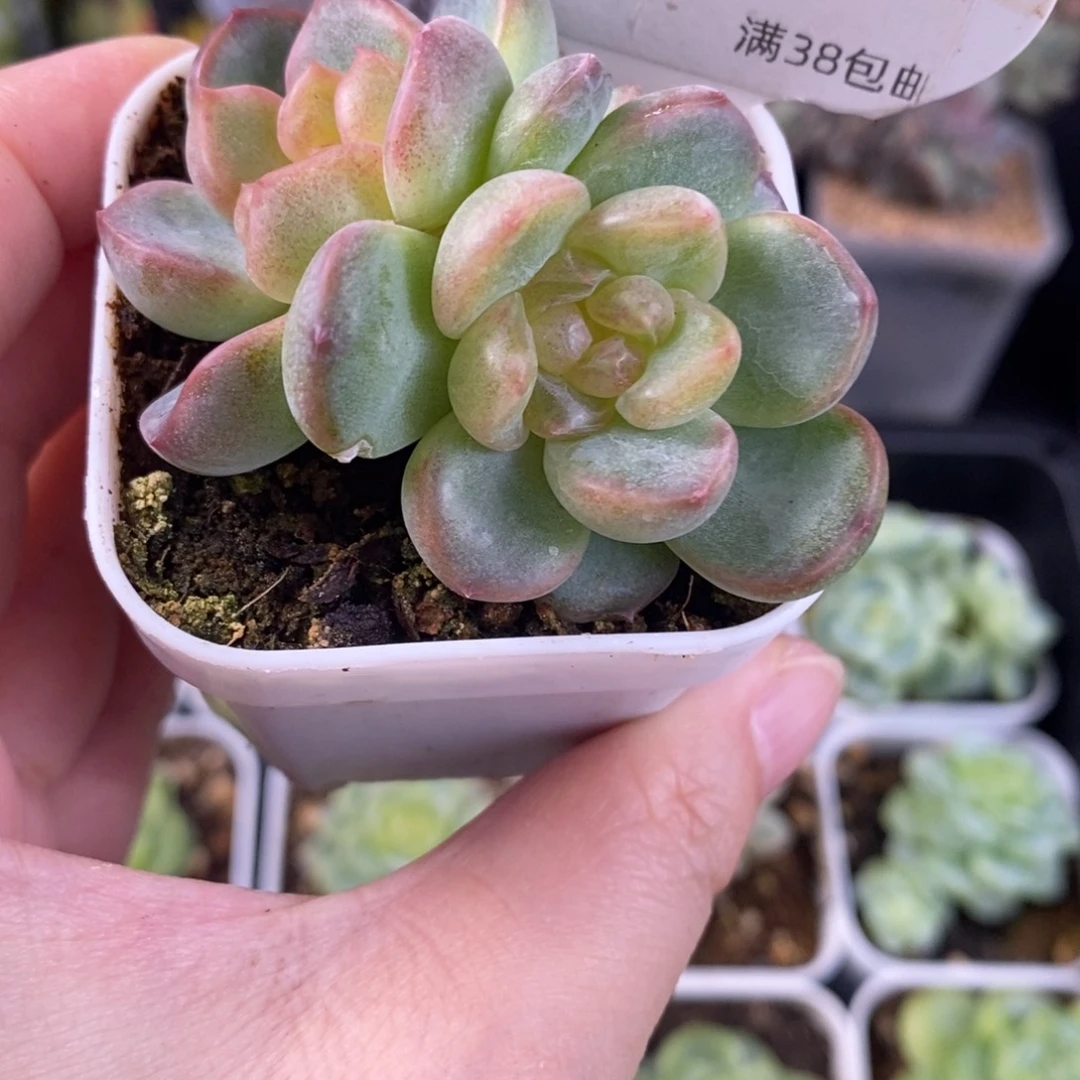 甜心双头一颗43号