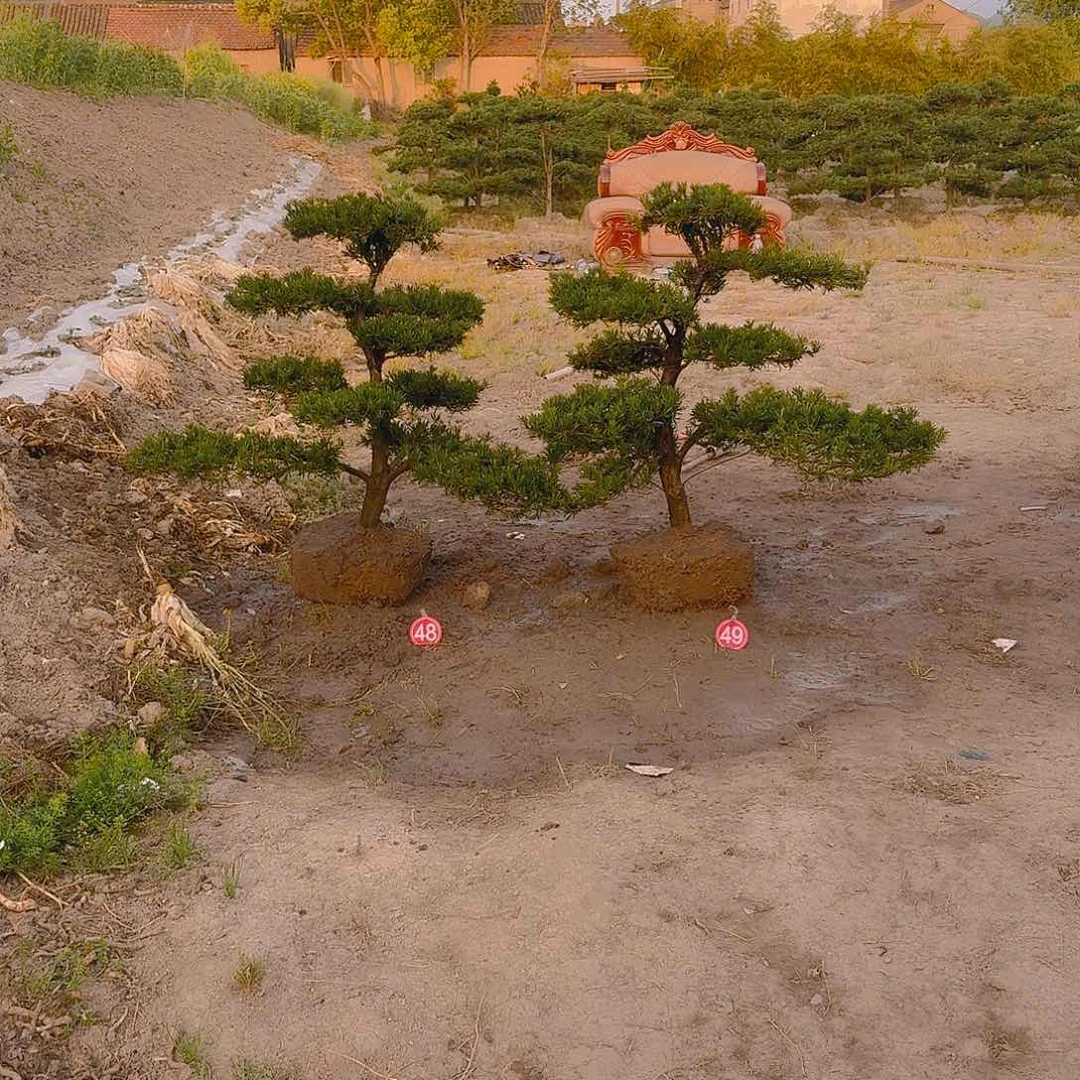 是*127546519164546464