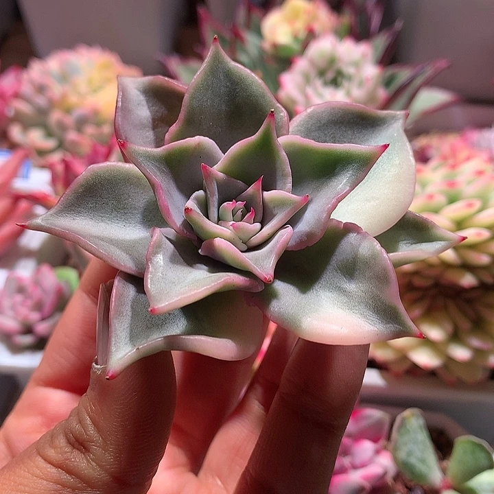 饺子皮锦锦锦有根