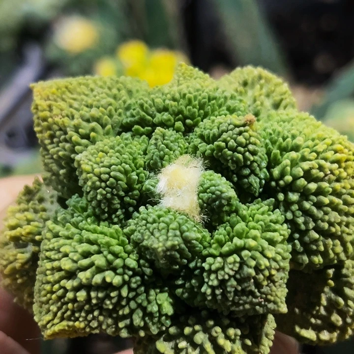 无花朵大尤丸尤细密尤哥斯拉牡丹锦843