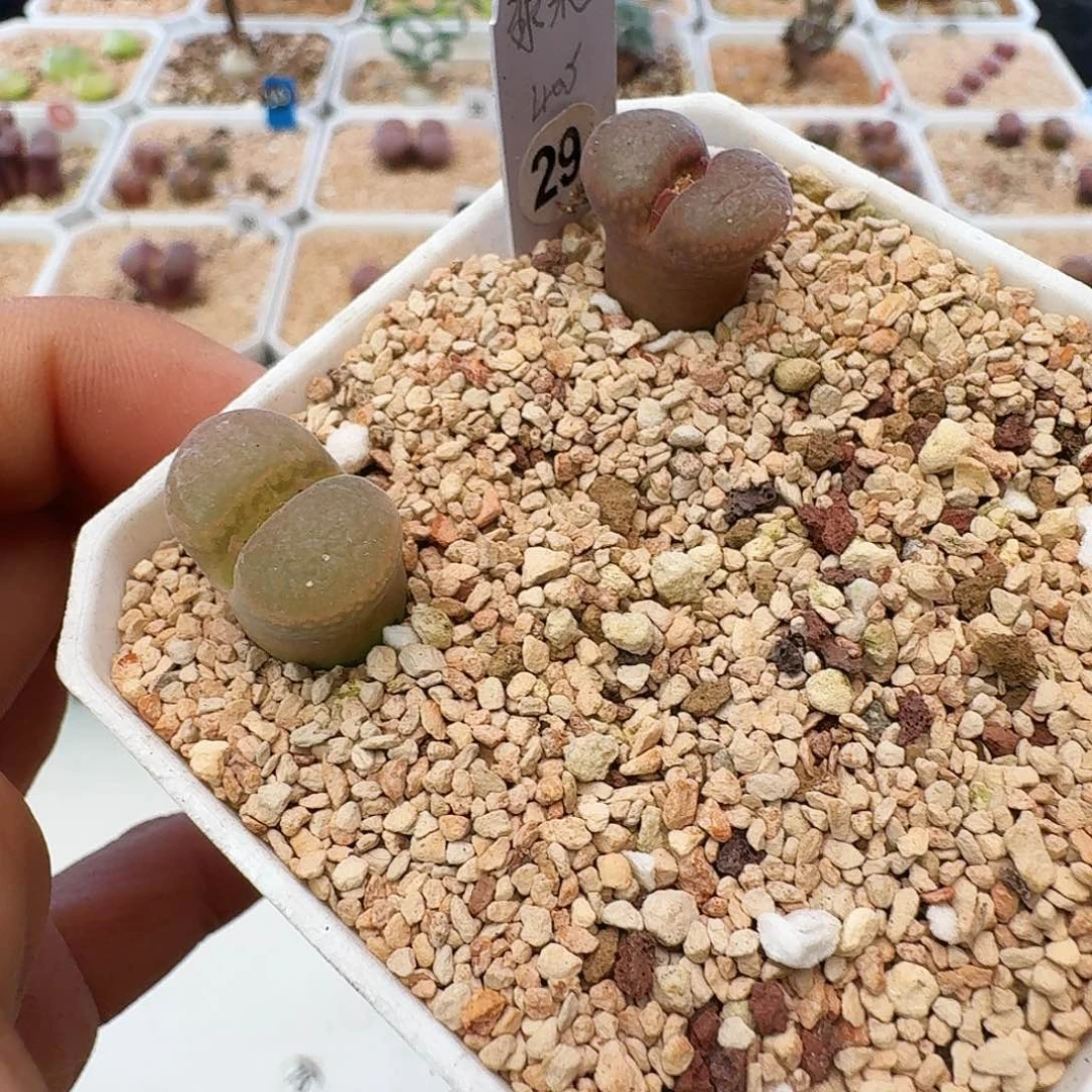 多肉植物福利清盒29