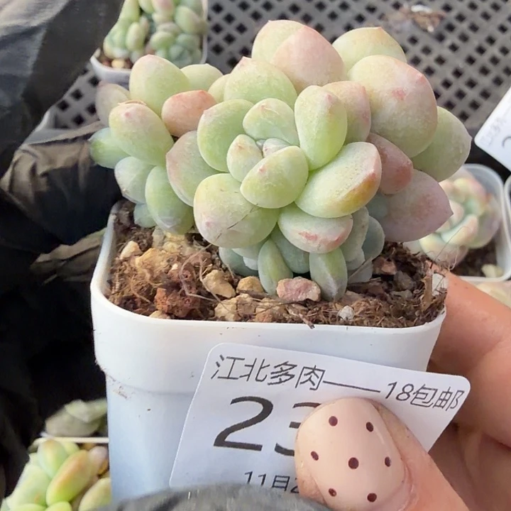 哒***哒232 号到手1框江北多肉