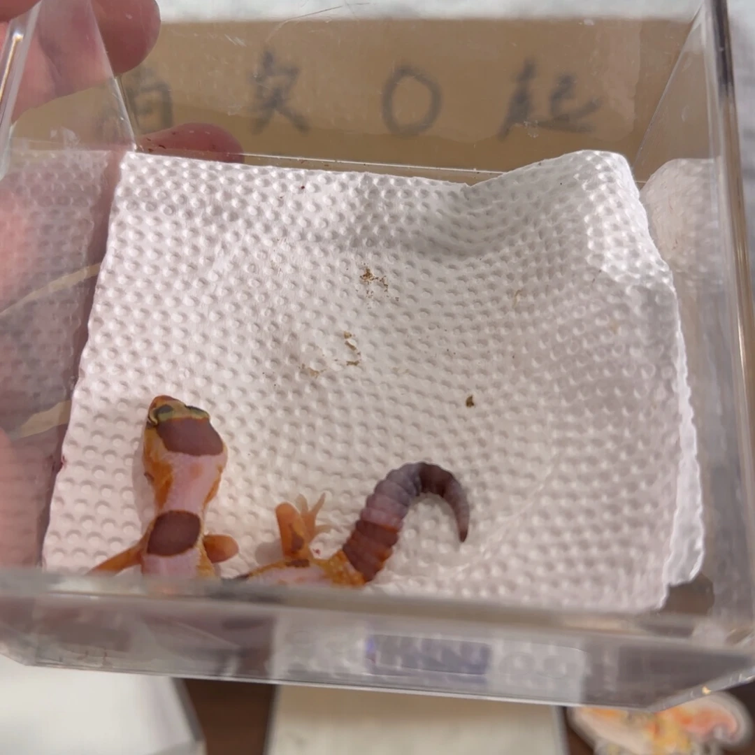 豹纹守宫奶牛橘白妹妹