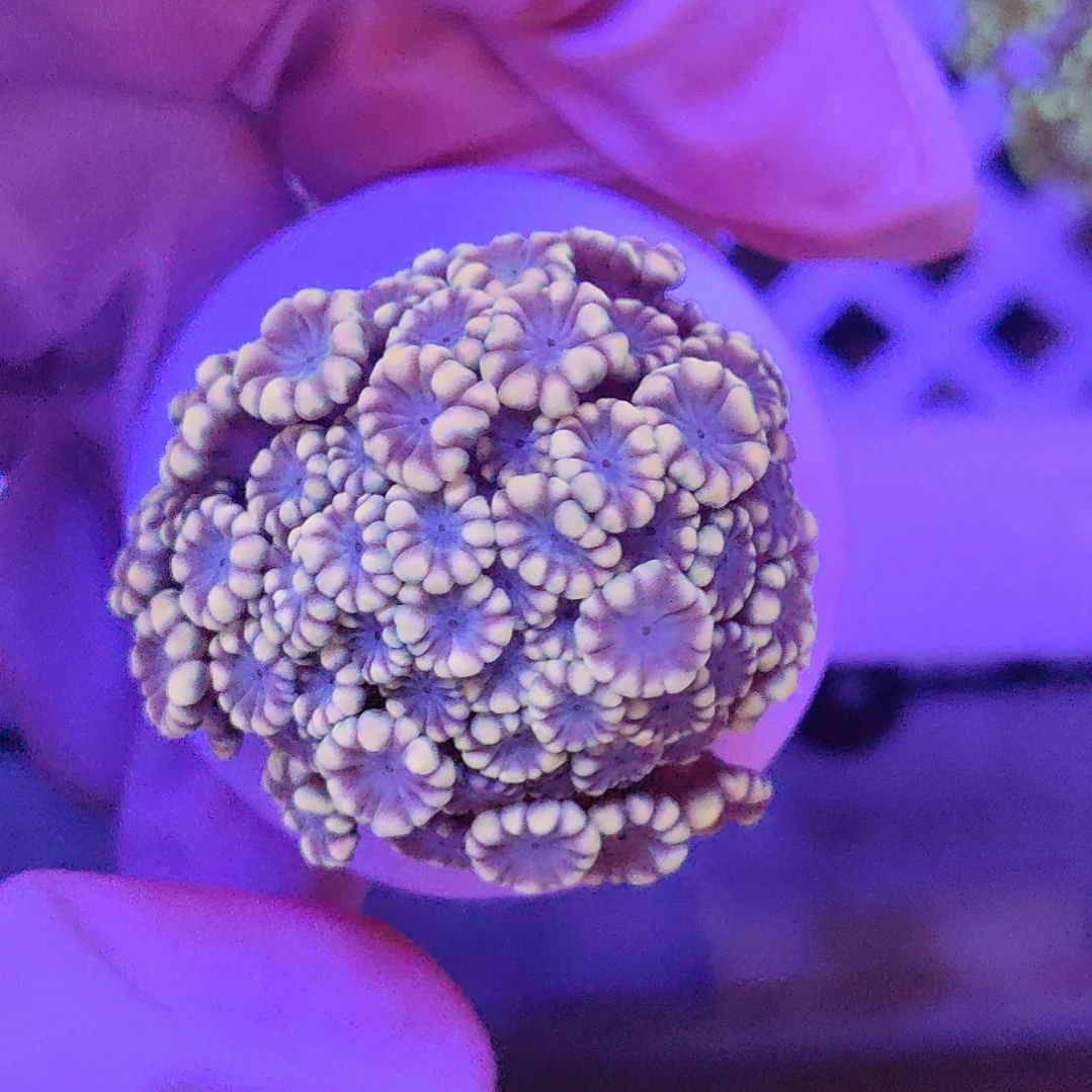 智海海洋珊瑚馆 竞拍链接