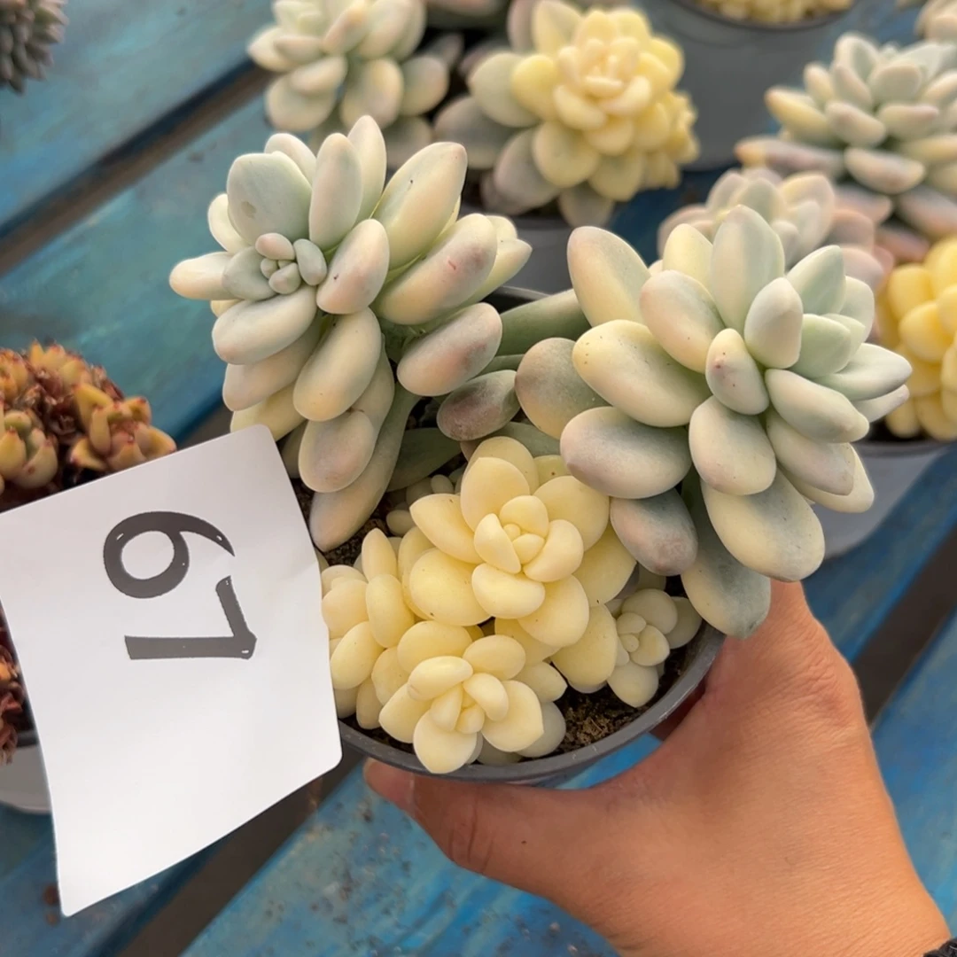 L***o67、还是先观察v俊